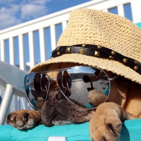 a dog wearing a helmet and goggles lying on a blue chair